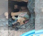 Small Photo #4 German Shepherd Dog Puppy For Sale in ORLANDO, FL, USA