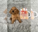 Small Photo #1 Golden Retriever Puppy For Sale in BEECH GROVE, IN, USA