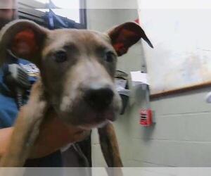 Mutt Dogs for adoption in Tulsa, OK, USA