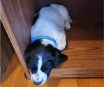 Small Photo #30 English Springer Spaniel Puppy For Sale in LINCOLN, NE, USA