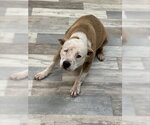 Small American Pit Bull Terrier Mix