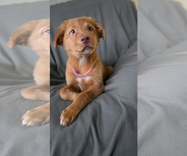 Medium Photo #1 American Pit Bull Terrier-Unknown Mix Puppy For Sale in Duluth, MN, USA