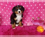 Small Photo #6 Bernese Mountain Dog Puppy For Sale in BLACK FOREST, CO, USA