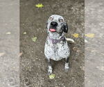 Small #6 Coonhound Mix