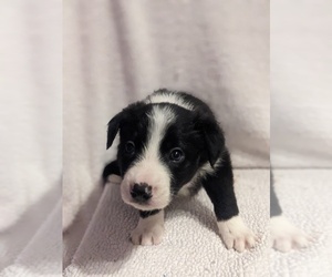 Medium Border Collie