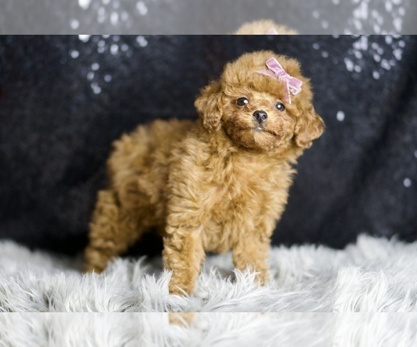 Medium Photo #7 Poodle (Miniature) Puppy For Sale in WARSAW, IN, USA
