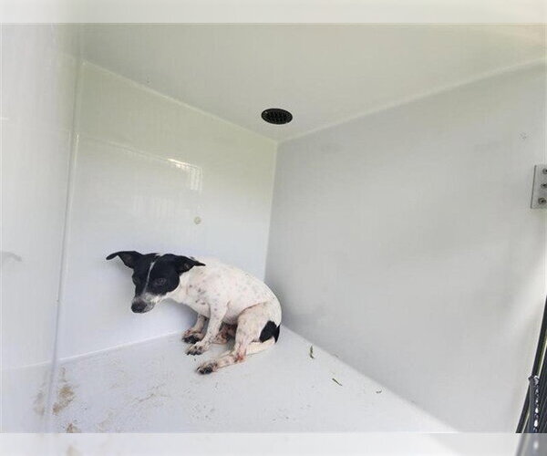 Medium Photo #1 Rat Terrier-Unknown Mix Puppy For Sale in Houston, TX, USA