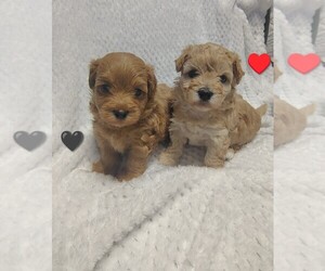 Maltipoo (Toy) Puppy for sale in SAN ANTONIO, TX, USA