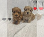 Image preview for Ad Listing. Nickname: Litter of 2