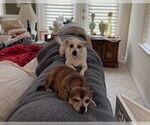 Small #2 Chihuahua