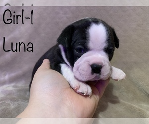 Boston Terrier Puppy for Sale in ALFORD, Florida USA