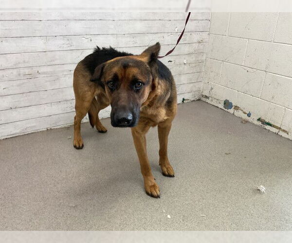 Medium Photo #1 German Shepherd Dog-Unknown Mix Puppy For Sale in San Bernardino, CA, USA