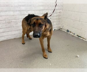 German Shepherd Dog-Unknown Mix Dogs for adoption in San Bernardino, CA, USA
