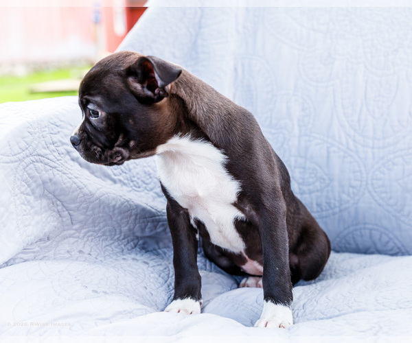 Medium Photo #3 Boston Terrier Puppy For Sale in WAKARUSA, IN, USA