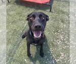 Small #14 Labrador Retriever Mix