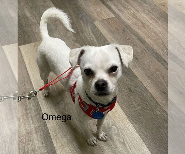 Medium Photo #2 Chi-Chon Puppy For Sale in Colorado Springs, CO, USA