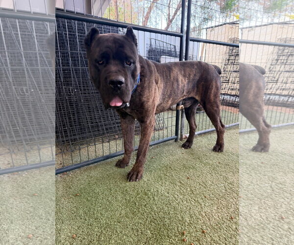 Medium Photo #1 Mutt Puppy For Sale in Goodyear, AZ, USA