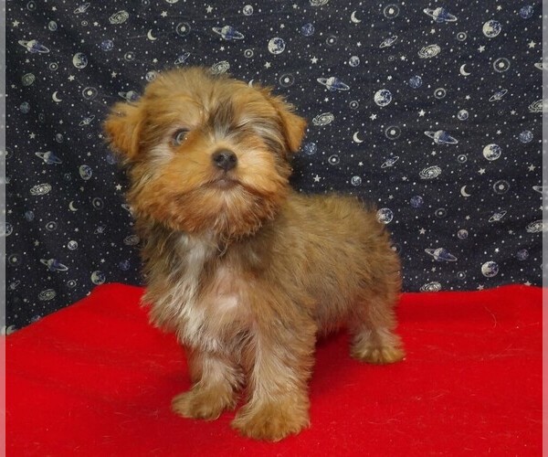 Medium Photo #2 Yorkshire Terrier Puppy For Sale in PATERSON, NJ, USA