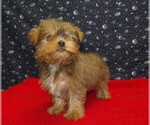 Small #1 Yorkshire Terrier