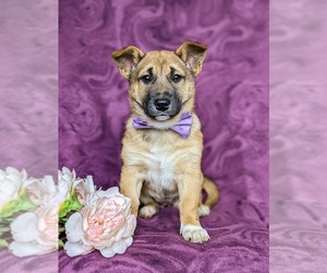 Jack Russell Terrier-Shiba Inu Mix Puppy for sale in ATGLEN, PA, USA