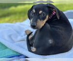 Small #3 Doberman Pinscher Mix
