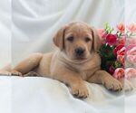Small #5 Labrador Retriever