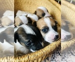 Small Photo #5 Jack Russell Terrier Puppy For Sale in BRIDGEWATER, VA, USA