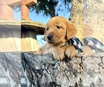 Puppy Vixen 1SOLD1 Golden Retriever