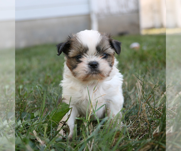 Medium Photo #3 Shih Tzu Puppy For Sale in ARTHUR, IL, USA