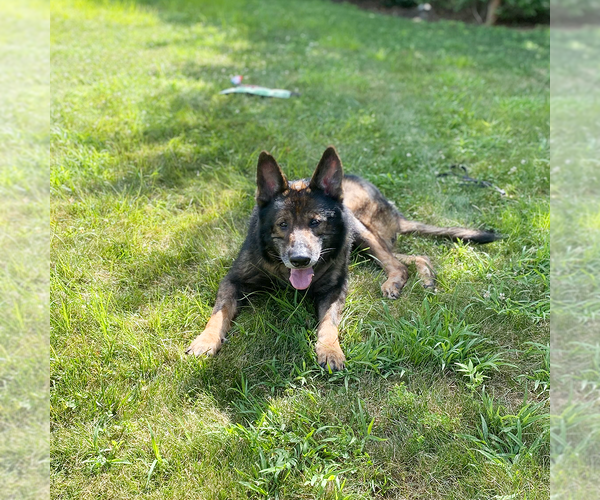 Medium Photo #4 German Shepherd Dog Puppy For Sale in Millburn, NJ, USA