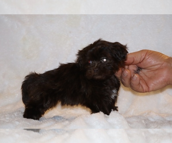 Medium Photo #6 Shih Tzu Puppy For Sale in DYERSBURG, TN, USA
