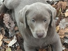 Small Photo #3 Labrador Retriever Puppy For Sale in WINFIELD, KS, USA