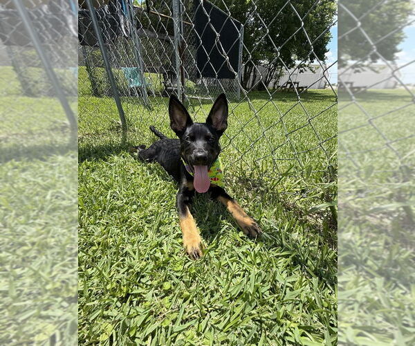 Medium Photo #1 German Shepherd Dog-Unknown Mix Puppy For Sale in San Leon, TX, USA