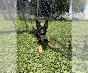 German Shepherd Dog-Unknown Mix Dogs for adoption in San Leon, TX, USA