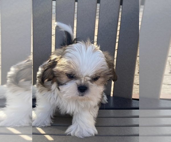 Medium Photo #2 Shih Tzu Puppy For Sale in CANOGA, NY, USA