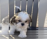 Small Photo #2 Shih Tzu Puppy For Sale in CANOGA, NY, USA