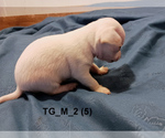 Small #8 Chihuahua