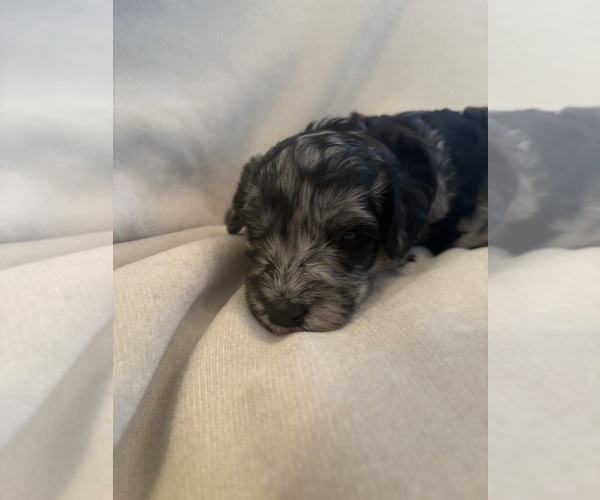 Medium Photo #2 Schnoodle (Giant) Puppy For Sale in MINNEAPOLIS, MN, USA