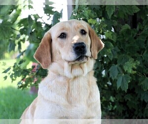 Mother of the Labrador Retriever puppies born on 06/17/2025