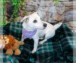 Small #4 Jack Russell Terrier