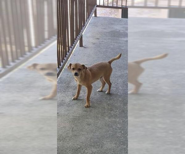 Medium Photo #1 Mutt Puppy For Sale in San Antonio, TX, USA