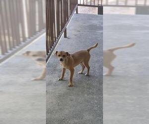 Mutt Dogs for adoption in San Antonio, TX, USA