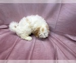 Small Photo #3 Cavaton Puppy For Sale in HENNIKER, NH, USA