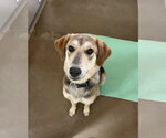 Small #1 Siberian Husky Mix