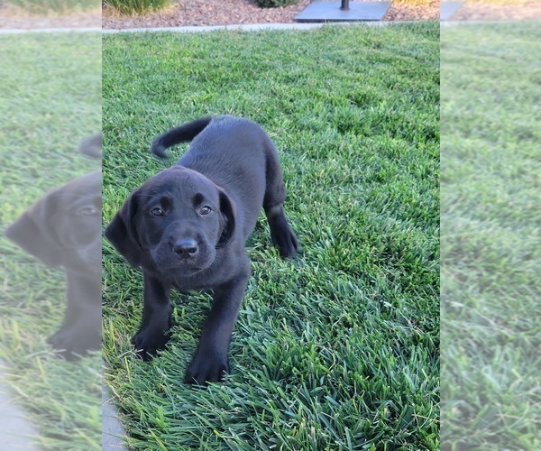 Medium Photo #9 Labrador Retriever Puppy For Sale in APPLE VALLEY, CA, USA