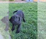Small Photo #9 Labrador Retriever Puppy For Sale in APPLE VALLEY, CA, USA