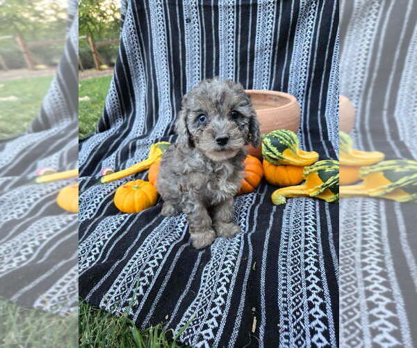 Medium Photo #3 Poodle (Miniature) Puppy For Sale in CANON CITY, CO, USA