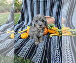Small #2 Poodle (Miniature)