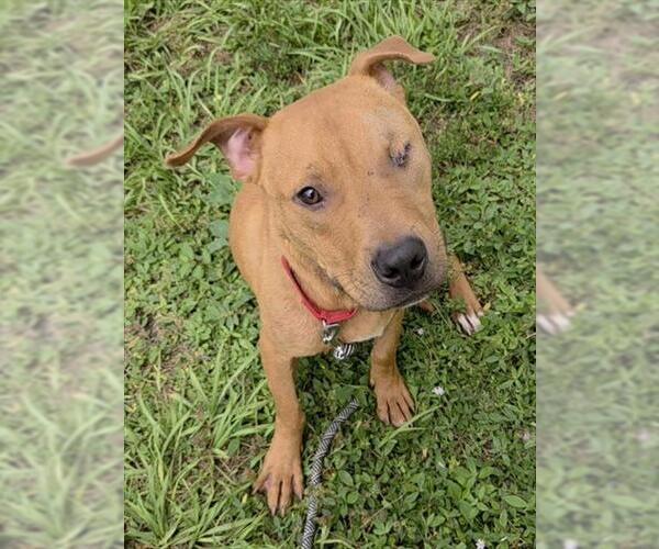 Medium Photo #2 American Staffordshire Terrier-Unknown Mix Puppy For Sale in Fort Lauderdale, FL, USA