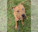 Small #1 American Staffordshire Terrier Mix